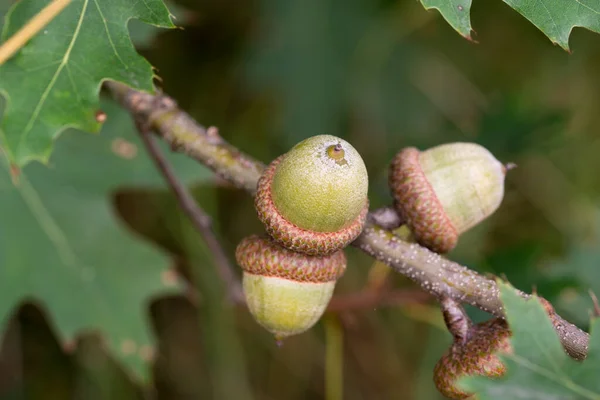 Βελανιδιές Quercus Rubra Πράσινα Βελανίδια Κλαδί Closeup Επιλεκτική Εστίαση — Φωτογραφία Αρχείου