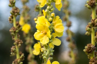 Verbascum thapsus, mullein sarı çiçekler seçici odaklanma