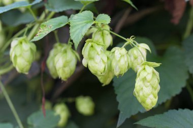 Humulus lupulus, yaygın atlama yeşil konileri yakın çekim seçici odak