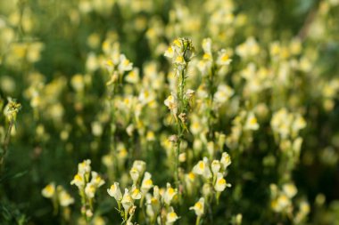 Linaria vulgaris, yaygın mantar lahanası sarı çiçekler yakın plan seçici odak