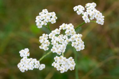 Achillea millefolium, yaygın kiraz ağacı beyaz çiçekler seçici odak noktası