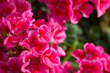 Eflatun yaz bahçesi çiçekleri seçici odak noktalarını kapatır