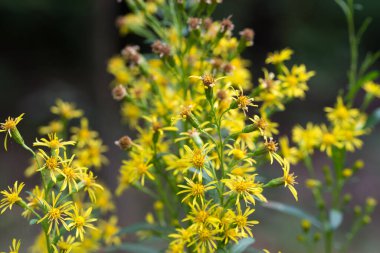 Solidago virgaurea, Avrupa altın sarısı yaz çiçekleri yakın plan seçici odak