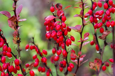 Berberys Thunberg kırmızı böğürtlenleri yakın çekim seçici odak 