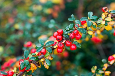 Cotoneaster yatay kırmızı sonbahar meyveleri seçici odaklanma