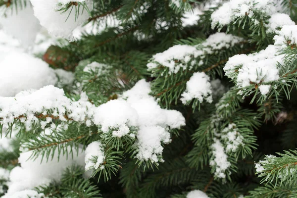 スプルースの枝は 雪のクローズアップ選択的な焦点で覆われています ロイヤリティフリーのストック画像