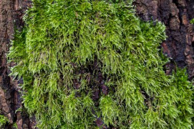 Meşe ağacı gövdesinde yosun var. Yakın plan seçici odak noktası.