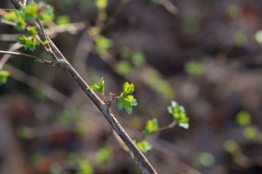 Dal üzerinde küçük bahar yaprakları ve tomurcukları. Seçici odaklanma.