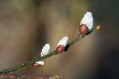 Sping Willow Catkins seçici odak noktasını kapatıyor