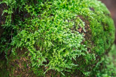 Meşe ağacı gövdesinde yosun var. Yakın plan seçici odak noktası.