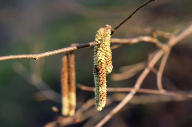 Corylus Avellana, yaygın fındık ağacı. Erkek Catkins seçici odaklanma.