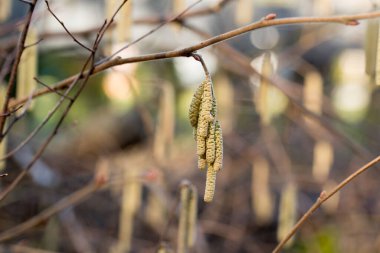 Corylus Avellana, yaygın fındık ağacı. Erkek Catkins seçici odaklanma.