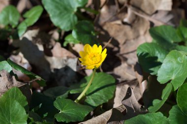 Ficaria verna, daha az celandine ilkbahar sarı çiçekler yakın seçici odak
