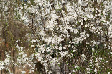 Prunus spinosa, blackthorn spring beyaz çiçekli çalılar yakın plan seçici odak