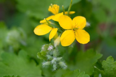 Chelidonium majus, daha büyük celandine ilkbahar sarı çiçek yakın plan seçici odak