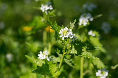 Alliaria petiolata, sarımsaklı hardal, bahar çiçeği. Seçici odaklanma.
