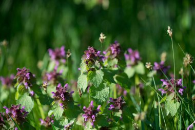 Lamium purpureum, kırmızı ölü-ısırgan otu bahar menekşeleri yakın plan seçici odak