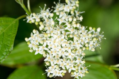 Beyaz köpek, beyaz bahar çiçekleri. 