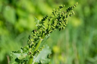 Rumex crispus, kıvırcık liman bahar çiçekleri ve kapalı seçici odak bırakır