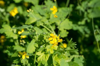 Daha büyük celandine, YAĞLIK ÇİÇEKLER
