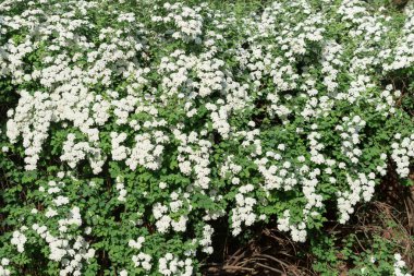 Spirea, Meadowsweet Spring Beyaz çiçekli çalı