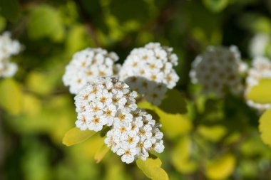 Spiraea japonica, Japon çayır tatlısı, spirea beyaz çiçekleri yakın plan seçici odaklanma