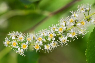 Prunus padus, kuş kirazı gibi beyaz çiçekler seçici odak noktasını kapatır.