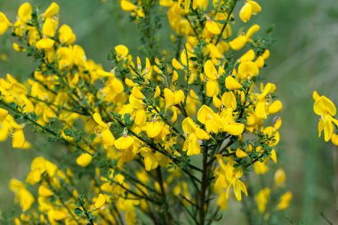Common broom yellow flowers closeup 