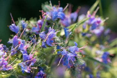 Viper 'ın böcek ilacı, yosun, echium vulgare yaz çiçekleri yakın plan seçici odak