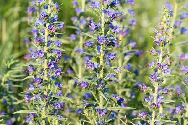 stock image viper's bugloss, blueweed, echium vulgare summer flowers closeup selective focus