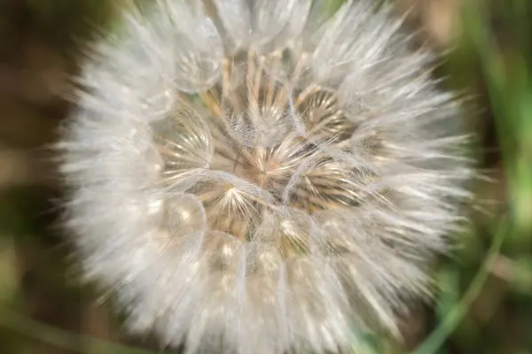 stock image meadow salsify closeup selective focus 