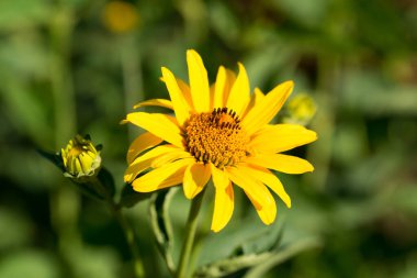 Sarı mignonett çiçekleri yakın plan seçici odak 