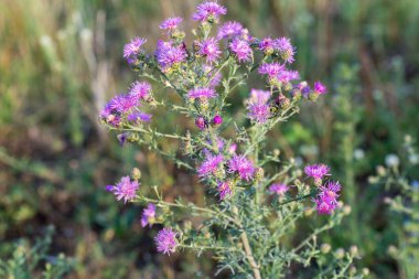 kahverengi knapweed, çiçek yakın plan seçici odak 