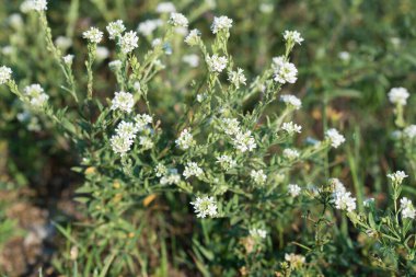 beyaz alyssum, çiçek yakın çekim seçici odak 