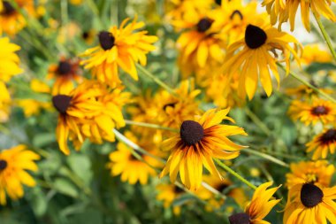 Rudbeckia, siyah gözlü Susan. Turuncu yaz çiçekleri. Seçici odaklanma.