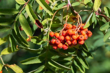 Sorbus aucuparia, Rowan portakal üzümleri şubeye yakın seçici odak