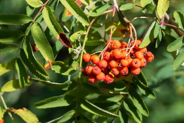 Sorbus aucuparia, Rowan portakal üzümleri şubeye yakın seçici odak