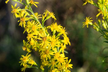 Avrupa altın sarısı ve çiçekler seçici odak noktasını kapatır 