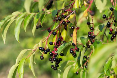 Prunus serotina, yabani kara kiraz, yenilebilir böğürtlen yakın plan seçici odaklanma.