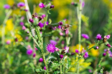 Mızrak devedikeni çiçekleri seçici odağı kapatır 