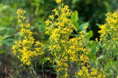 Avrupa sarı çiçekleri seçici odak noktasını kapatır 