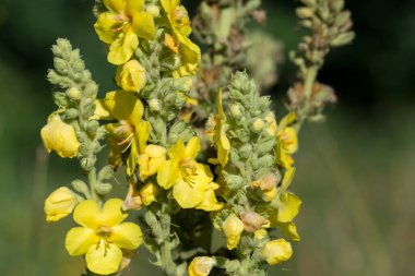 Sarı mullein çiçeği. Yakın plan seçici odak.