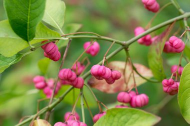 Genel Milli, Euonymus europaeus pembe 