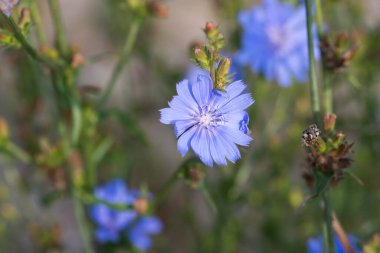 Yaygın hindiba, Cichorium intybus mavi yaz çiçekleri yakın seçici odak