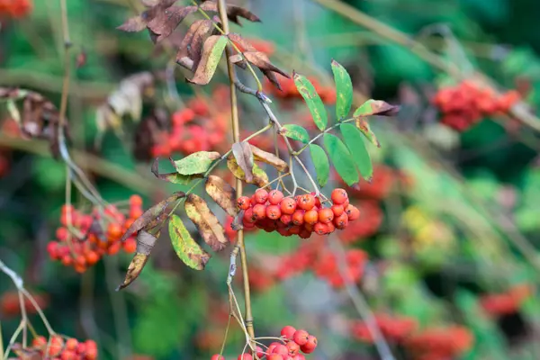 stock image Sorbus aucuparia, rowan orange berries on branch closeup selective focus