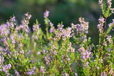 Heather, Calluna vulgaris, çiçekler yakın çekim seçici odak
