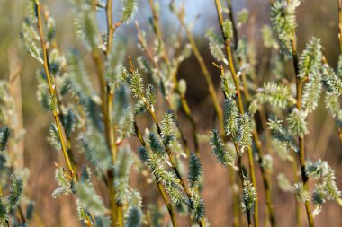 Tükürük, söğüt yeşili çiçekler yakın çekim seçici odak