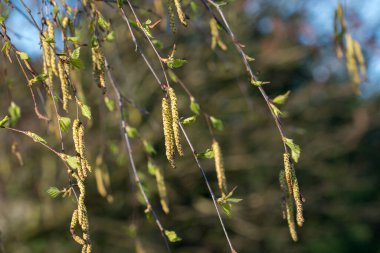 Birch, Betula Pendula Spring Catkins yakın çekim seçici odak