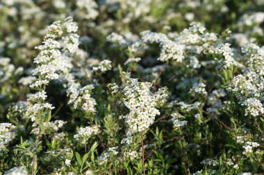 Spirea arguta beyaz bahar çiçekleri kapalı seçici odak