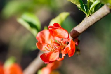 Japon ayva ve bahar çiçekleri. Kapalı seçici odak. 